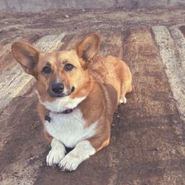 Border Collies and Companion Crosses from Chelsea’s Cowgirl Corgis
