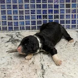 Cotton - Black and white male Sheepadoodle puppy in Chesapeake, Virginia from Doodle-Cove