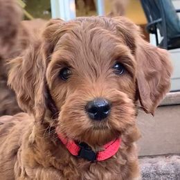 Australian Labradoodle Puppies from Aspen Grove Labradoodles