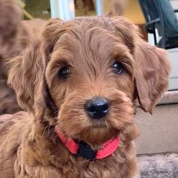 Australian Labradoodle Puppies from Aspen Grove Labradoodles