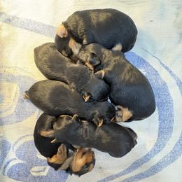 Ruby - Blue and gold female Yorkshire Terrier puppy in Portland, Oregon from Bohemian Beauty Yorkshire Terrier