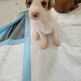 Goldendoodle Puppies from Labradoodleday