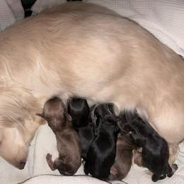 AKC Ch Sired shaded Cream female 2 - Cream female Dachshund puppy in Medina, Ohio from STORIED DOXIES