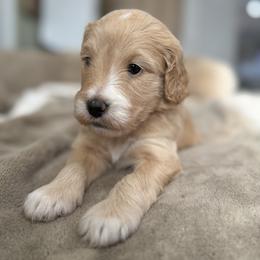 Anastasia - Parti female Goldendoodle puppy in Sarasota, Florida from Doodle Lovin