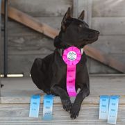 Thai Ridgeback All Grown Up from Topking Thai Ridgeback Dogs
