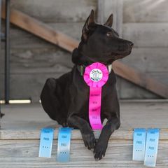 Thai Ridgeback All Grown Up from Topking Thai Ridgeback Dogs