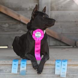 Thai Ridgeback All Grown Up from Topking Thai Ridgeback Dogs