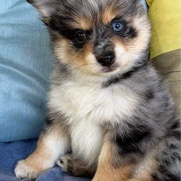 Silverwing - Tri-colored male Pomeranian puppy in Elk Grove, California from Pomni Poms