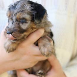 Luke - Blue merle male Aussiedoodle puppy in Orleans, Indiana from Mae Blossom Puppies