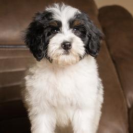 Brûlée - Tri-color male Bernedoodle puppy in Youngstown, Florida from Wonderland’s Boujie Kennels