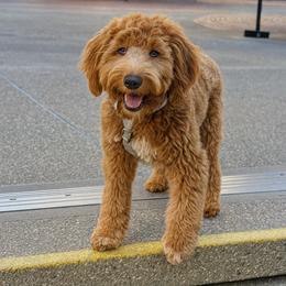 Goldendoodle, Poodle, and Sheepadoodle All Grown Up from Exquisite Doodles