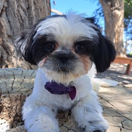 penny - Shih Tzu