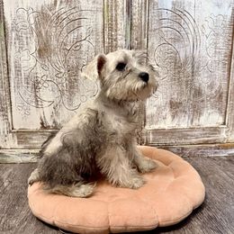 Silver - Wheaten male Miniature Schnauzer puppy in Wewahitchika, Florida from Small But Mighty Schnauzers