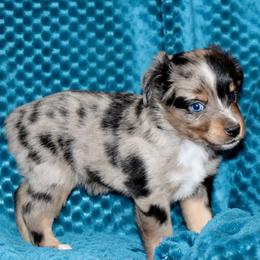 Poppy's Blue-Eyed BMM - Blue merle male Toy Australian Shepherd puppy in Leighton, Alabama from Isbell Land & Livestock, LLC