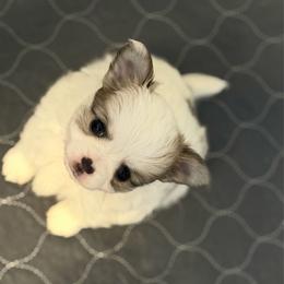Penny - Silver and white female Chihuahua puppy in Charlevoix, Michigan from Steadfast Chihuahua’s
