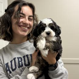 Pickles - Black and chalk male Australian Labradoodle puppy in Decatur, Alabama from Southern Meadows Doodles