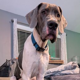 Niko - Great Dane