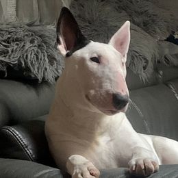 Foxy - Bull Terrier