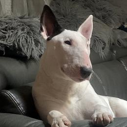 Foxy - Bull Terrier
