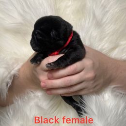 Red collar - Black female Pug puppy in Deer Park, Texas from Butler Pugs and Frenchies