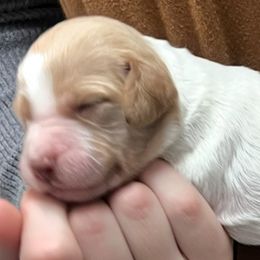 Zina girl 3 - White and orange female Brittany puppy in Floyd Knobs, Indiana from Cross Creek Brittanys