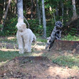 Goldendoodle Puppies from FurEver Friends Doodles
