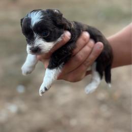 Everest - Brown and white female Aussiedoodle puppy in Timpson, Texas from Double S Kennel