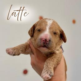 Latte - Apricot female Goldendoodle puppy in Los Angeles, California from Canary Pawlm Doodles