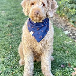 Australian Labradoodle and Labradoodle Puppies from Doodles_Ko