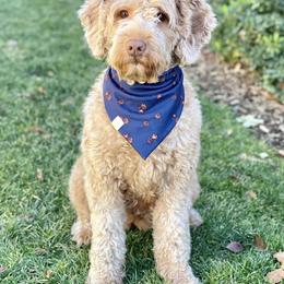 Australian Labradoodle and Labradoodle Puppies from Doodles_Ko