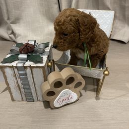 Connor-Green Collar - Brown male Cavapoo puppy in Ferndale, Washington from Cavakennels.pnw