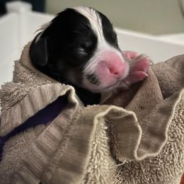 Pembroke Welsh Corgi Puppies from Annwyl McCorgis