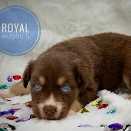 Garnet - Red tri-color male Australian Shepherd puppy in Petersburg, Indiana from Royal Aussie’s