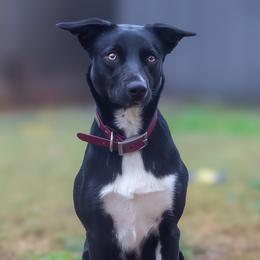 Reverie - Black and white female McNab puppy in California from Iron Oak Stockdogs
