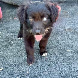 Flame black bi female - Black & white female Miniature Australian Shepherd puppy in Lemon Cove, California from Magic Ranch Mini Aussies