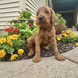 Beshte - Red male Irish Doodle puppy in Hammond, Wisconsin from Queen of the Hill Puppies