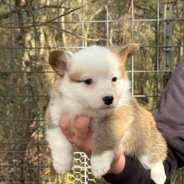 1,200 Billy Bob - Red male Pembroke Welsh Corgi puppy in Nashville, Arkansas from Whisenhunt Farms