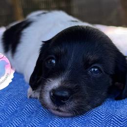 Brindle Pointed Piebald Girl - Brindle female Dachshund puppy in Houston, Texas from L&L 4D Dancer’s Dachshunds