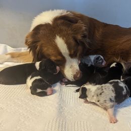 Australian Shepherd Puppies from Paint Valley Australian Shepherds