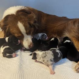 Australian Shepherd Puppies from Paint Valley Australian Shepherds