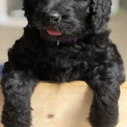 Goldendoodle, Golden Retriever, and Poodle Puppies from Angelic Goldens