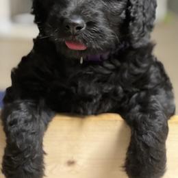 Goldendoodle, Golden Retriever, and Poodle Puppies from Angelic Goldens