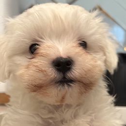 Maltese from Bichoncitos Malteses ❤️