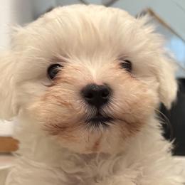 Maltese from Bichoncitos Malteses ❤️