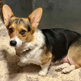 Pembroke Welsh Corgi Puppies from Rocking MAD Corgis