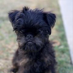 Mocha - Black and tan male Brussels Griffon puppy in Yucaipa, California from Griffs & Giggles Ranch - The Cortez Family