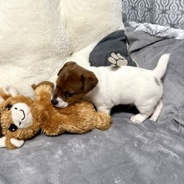 Bronson - Brown and white male Jack Russell Terrier puppy in Cleburne, Texas from Jordan's Shorty Jacks