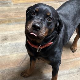 KHALEESI - Rottweiler