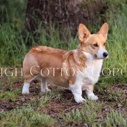 Charlotte - Pembroke Welsh Corgi