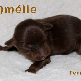 Amelie - Red tri female Miniature Australian Shepherd puppy in Paris, Texas from Kuttin’ Up Mini Aussies
